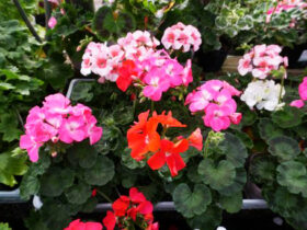 １月入荷中の花苗の紹介