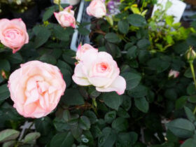 １月入荷中の花苗の紹介