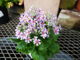 １月入荷中の花苗の紹介