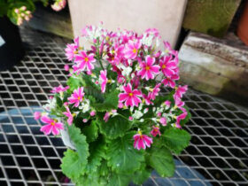 １月入荷中の花苗の紹介