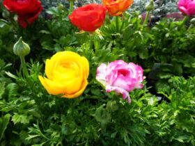 １月入荷中の花苗の紹介