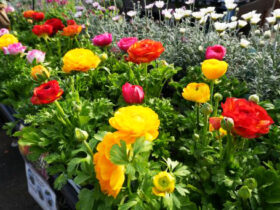 １月入荷中の花苗の紹介