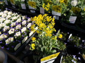 １月入荷中の花苗の紹介