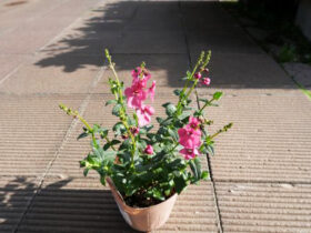 １月入荷中の花苗の紹介