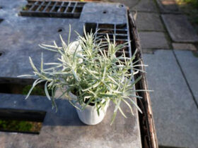 １月入荷中の花苗の紹介