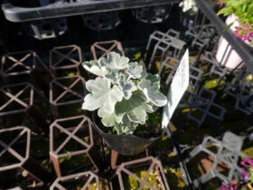 １月入荷中の花苗の紹介