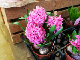 １月入荷中の花苗の紹介