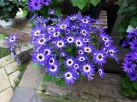 １月入荷中の花苗の紹介