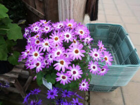 １月入荷中の花苗の紹介