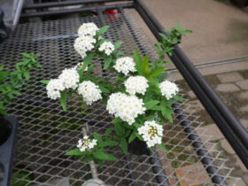 １月入荷中の花苗の紹介