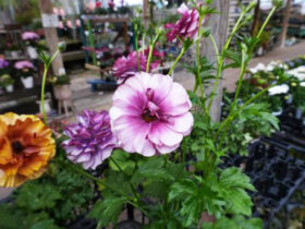 １月入荷中の花苗の紹介