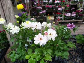 １月入荷中の花苗の紹介