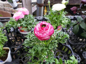 １月入荷中の花苗の紹介