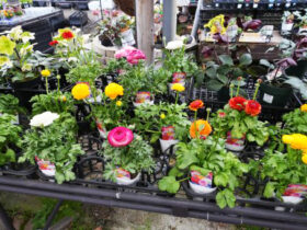 １月入荷中の花苗の紹介