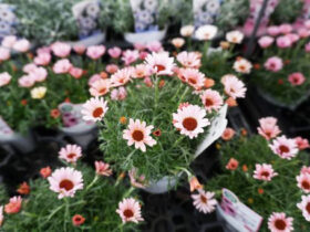 １月入荷中の花苗の紹介