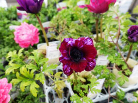 １月入荷中の花苗の紹介