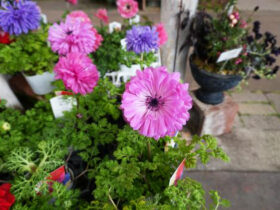 １月入荷中の花苗の紹介