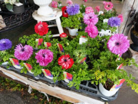 １月入荷中の花苗の紹介