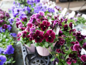 １月入荷中の花苗の紹介