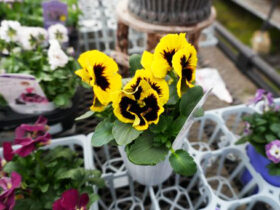 １月入荷中の花苗の紹介