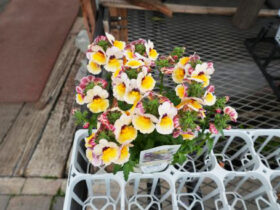 １月入荷中の花苗の紹介