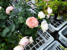 １月入荷中の花苗の紹介