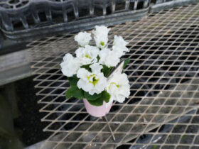 １月入荷中の花苗の紹介