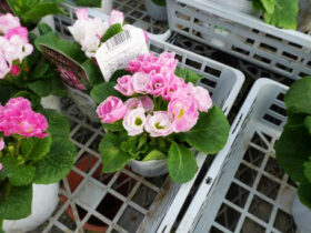 １月入荷中の花苗の紹介