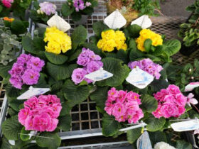 １月入荷中の花苗の紹介