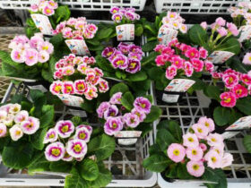 １月入荷中の花苗の紹介