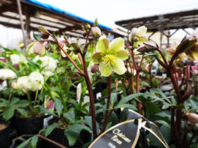 ２月入荷中の花苗の紹介