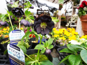 ２月入荷中の花苗の紹介