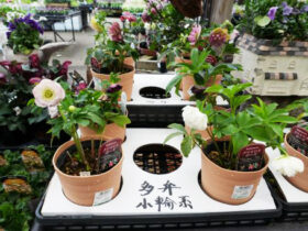 ２月入荷中の花苗の紹介