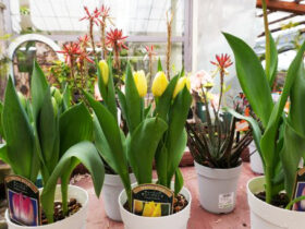 ２月入荷中の花苗の紹介