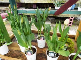 ２月入荷中の花苗の紹介