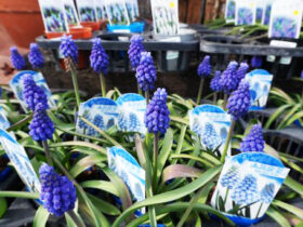 ２月入荷中の花苗の紹介