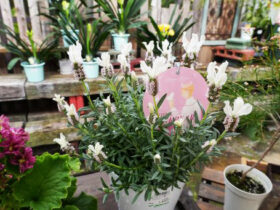 ２月入荷中の花苗の紹介