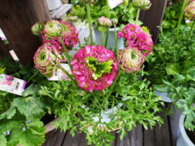 ２月入荷中の花苗の紹介