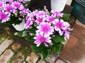 ２月入荷中の花苗の紹介