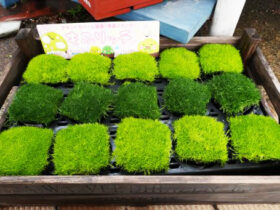 ２月入荷中の花苗の紹介