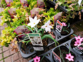 ２月入荷中の花苗の紹介