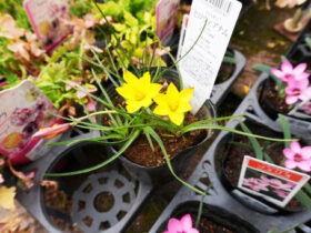 ２月入荷中の花苗の紹介