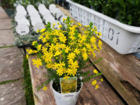 ２月入荷中の花苗の紹介