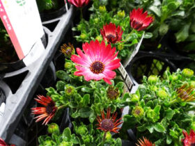 ２月入荷中の花苗の紹介