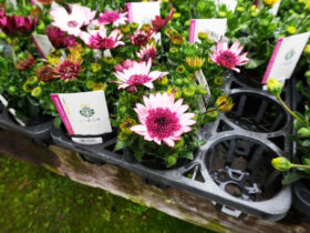 ２月入荷中の花苗の紹介