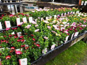 ２月入荷中の花苗の紹介