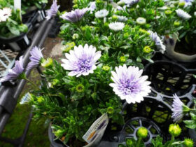 ２月入荷中の花苗の紹介