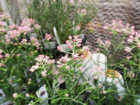 ２月入荷中の花苗の紹介