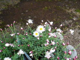 ２月入荷中の花苗の紹介