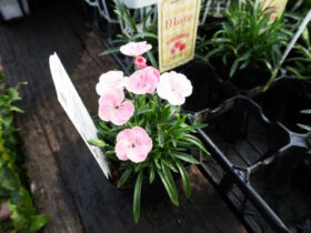 ２月入荷中の花苗の紹介